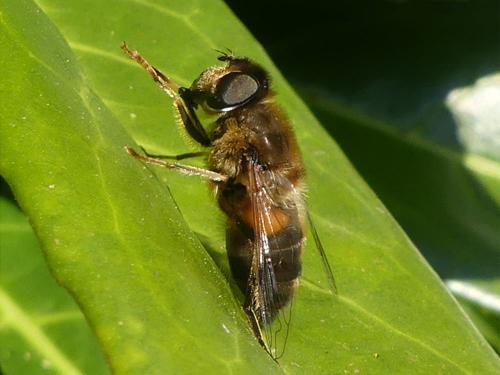 Eristalis pertinax